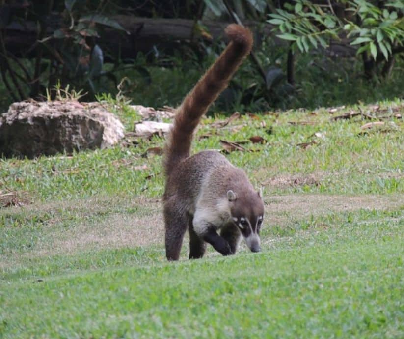 Mini summer in Costa Rica brings out sloths, monkeys, crocs & toucans. Discover the best time & places to spot them all.