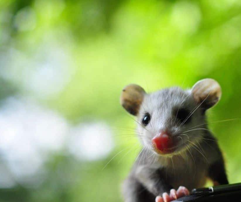 Woolly opossums: jungle pollinators, tick hosts, and snakebite survivors—all while looking like living plush toys.