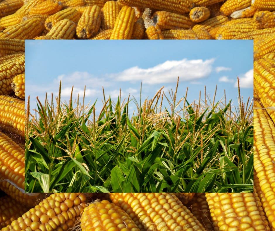 From Nicoya to Barva, July’s Festival of Maíz honours Costa Rica’s sacred corn with tamales, chicha, and tradition