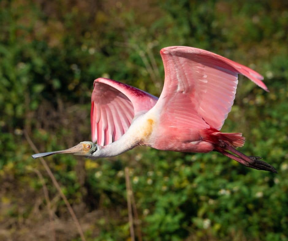 Watch the wetlands come alive—Costa Rica’s migratory bird season is on. See where to go and what to spot.