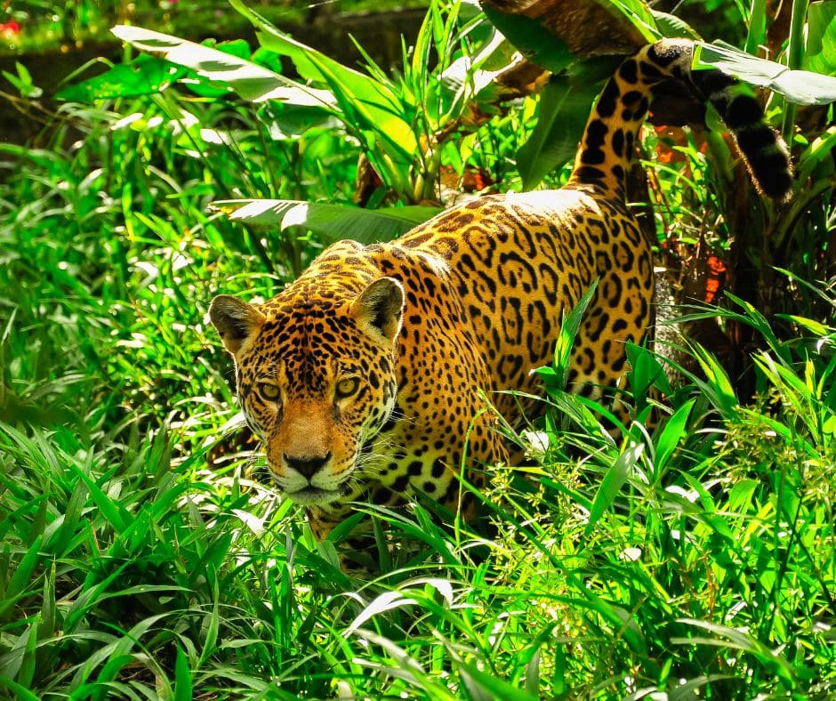 Costa Rica’s jungle cats come alive in the rainy season. Follow the tracks of jaguars, pumas, and ocelots as the forest stirs.