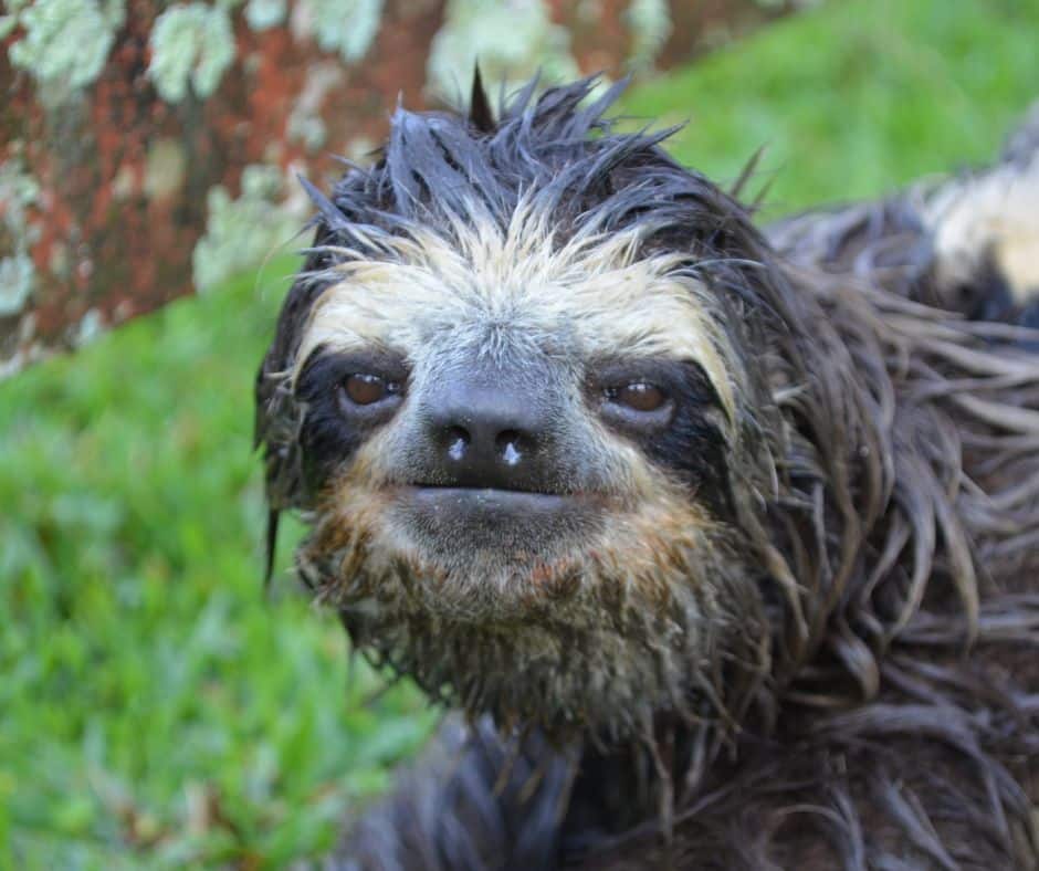 Discover why sloths in Costa Rica thrive during the rainy season. From mossy fur to rainforest snacks, find out what makes them love the wet.