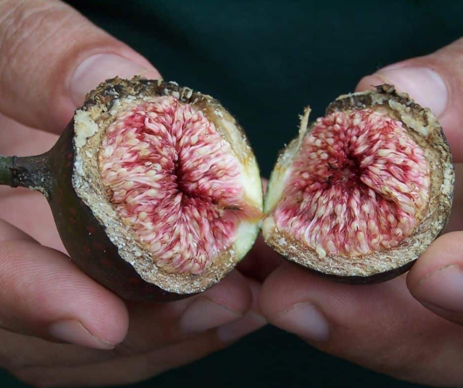 Discover Costa Rica’s wild and heirloom ingredients hidden in the rainforest. Learn their stories, how to cook with them, and where to find them today.