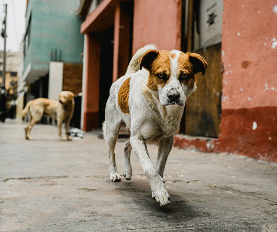 Discover Costa Rica’s clever street dogs—from surfboard-stealing beach hounds to Tamarindo’s four-legged “mayor.” Meet the canine free spirits that roam with charm, wit, and a dash of mischief.