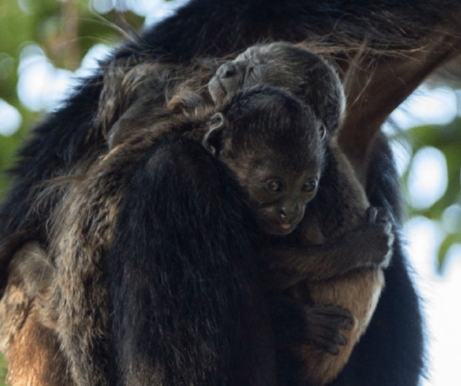 From coatis to howler monkeys, September’s jungle births are a sight to behold! Find out where and when to spot these adorable babies in Costa Rica.
