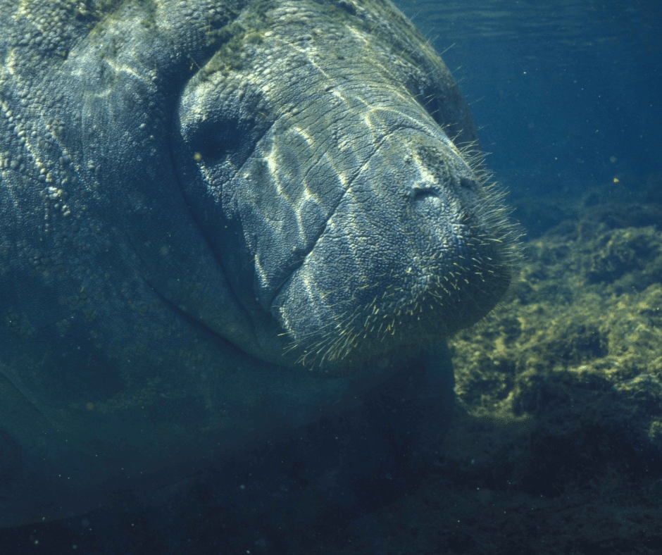 Spotting manatees in Tortuguero is a serene experience. Learn how to respectfully observe these gentle giants and get tips on the best time for sightings in September.