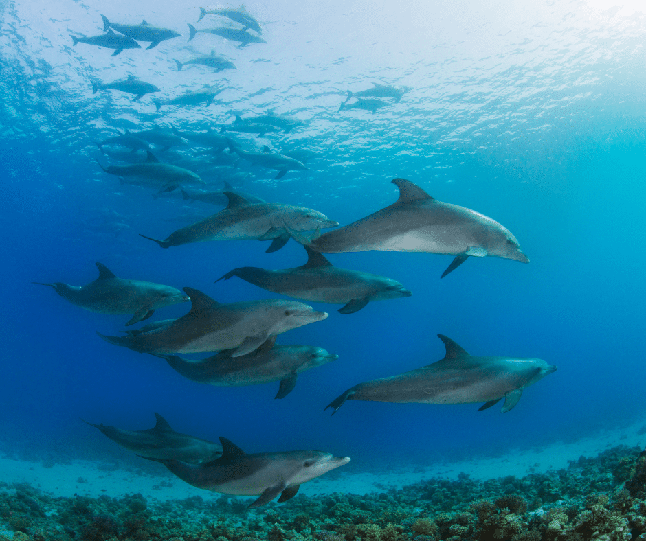 Golfo Dulce, a rare tropical fjord, comes alive in September with playful dolphins leaping close to shore—nature’s best show.