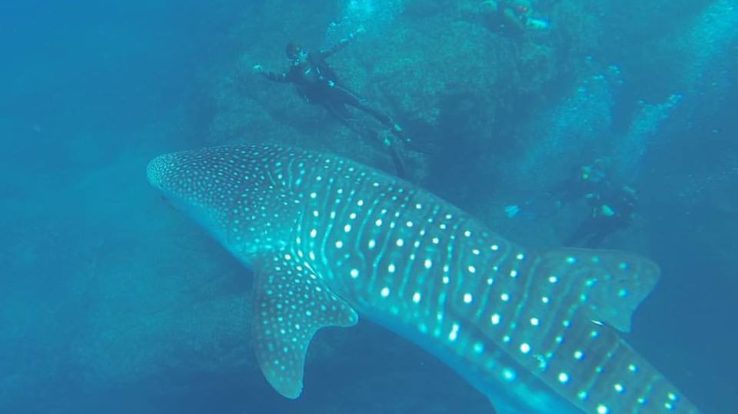 Diving In Tamarindo