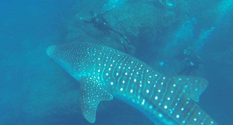 Diving In Tamarindo