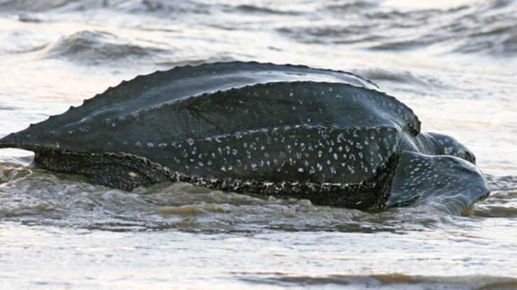 Feature Article: Where have all the Leatherbacks Gone