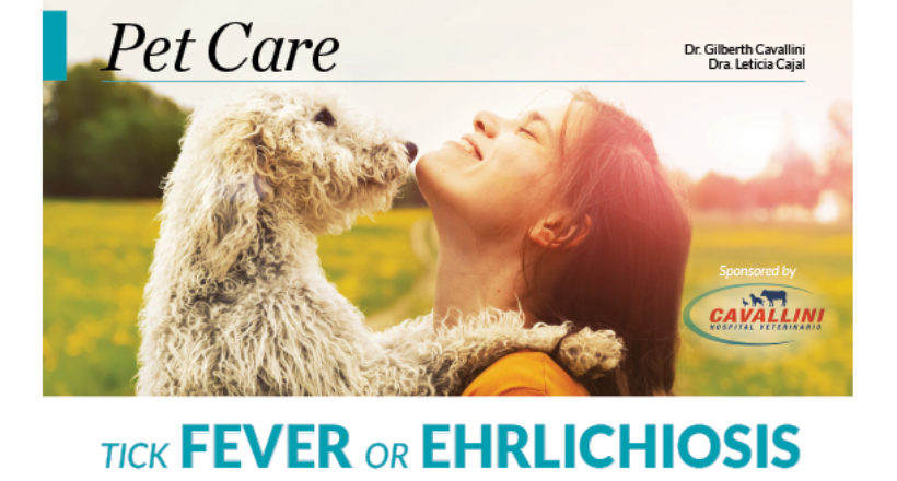 Pet Care – Tick fever or Ehrlichiosis