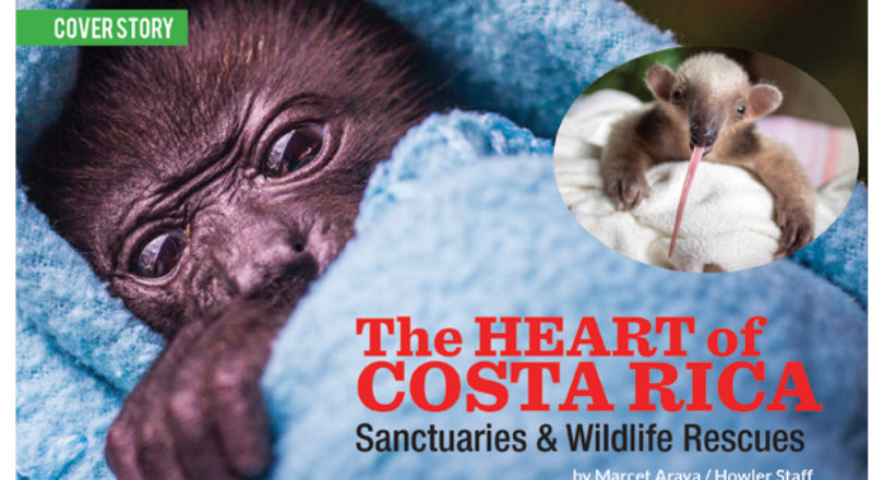 Cover Story – The Heart of Costa Rica: Sanctuaries and Wildlife Rescues