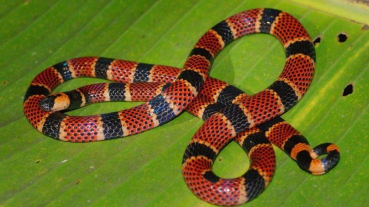 Creature Feature – The Costa Rican Coral Snakes
