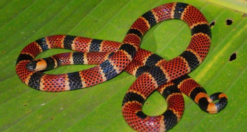 Creature Feature – The Costa Rican Coral Snakes
