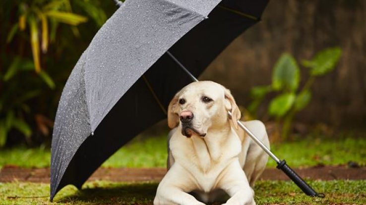 Pet Care in Rainy Season – Let’s Prepare