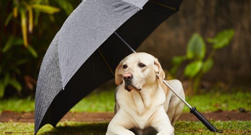 Pet Care in Rainy Season – Let’s Prepare