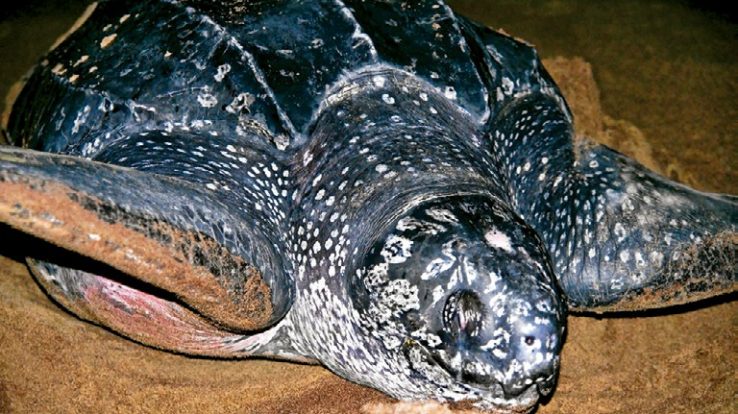 Creature Feature – Leatherbacks, a close-to-home concern