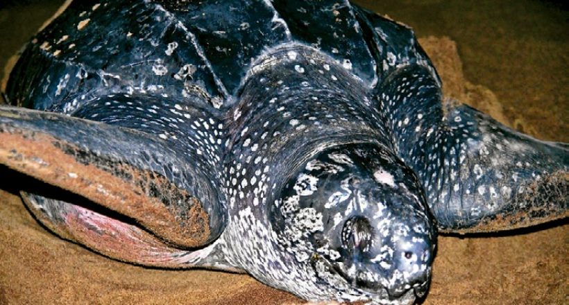 Creature Feature – Leatherbacks, a close-to-home concern