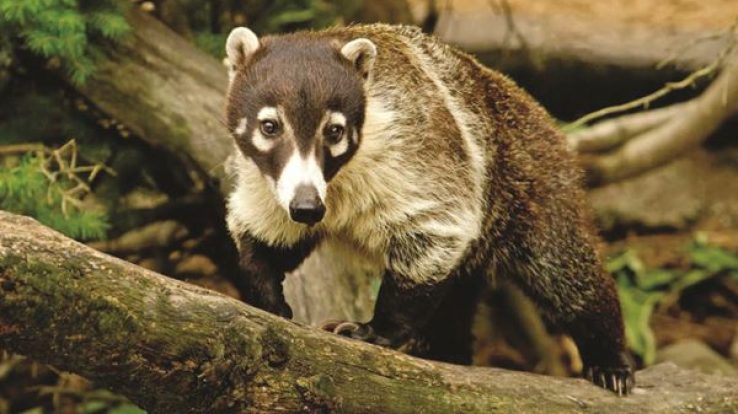 Creature Feature – Coati