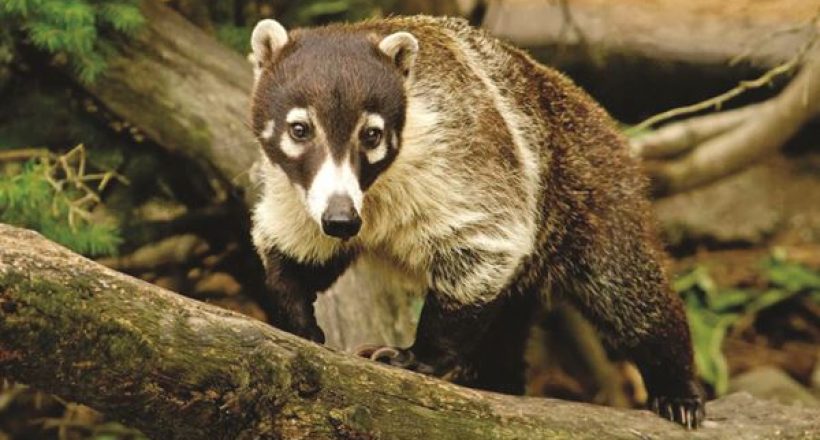 Creature Feature – Coati