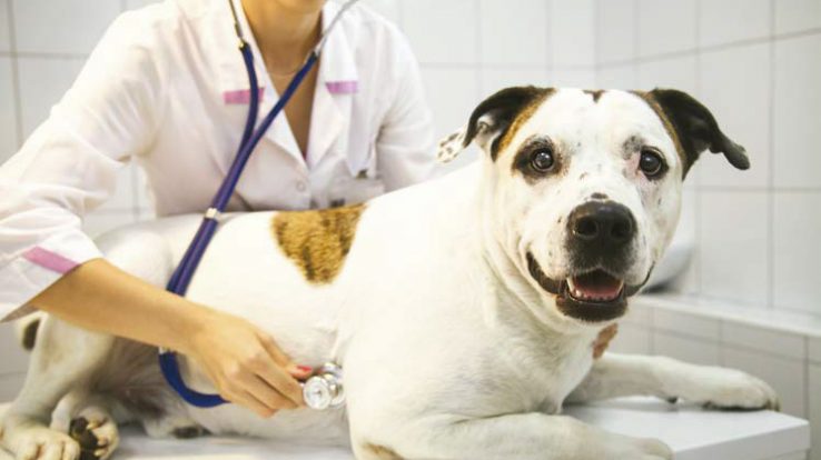 Pet Care – What to Expect from a Vet Visit