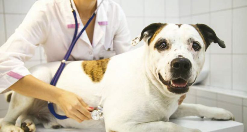 Pet Care – What to Expect from a Vet Visit