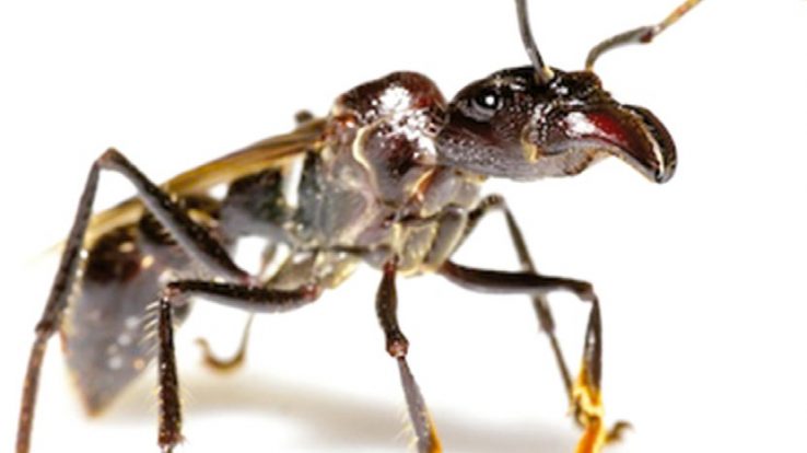 Creature Feature – Bullet Ants, Pain You Don’t Want to Feel