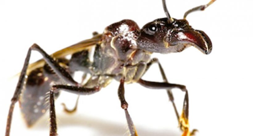 Creature Feature – Bullet Ants, Pain You Don’t Want to Feel