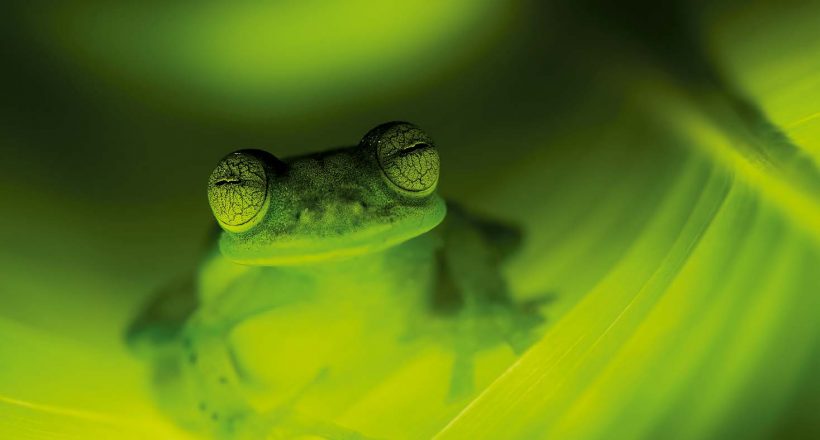 GLASS FROG WORLD