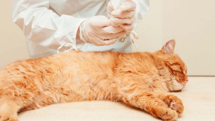 Pet Care – Blood Transfusions