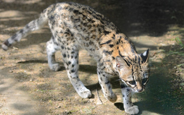 Oncilla-or-Lepardus-Tigrinus-Known-as-little-spotted-cat,-tiger-cat,-tigrina,-or-tigrillo Costa Rica cat