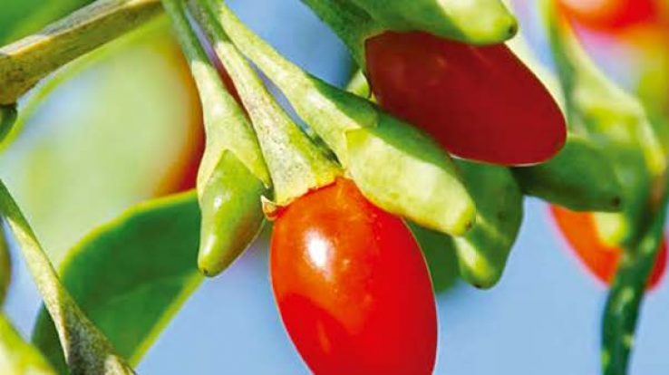 Goji Berry – Berry of Happiness and Health