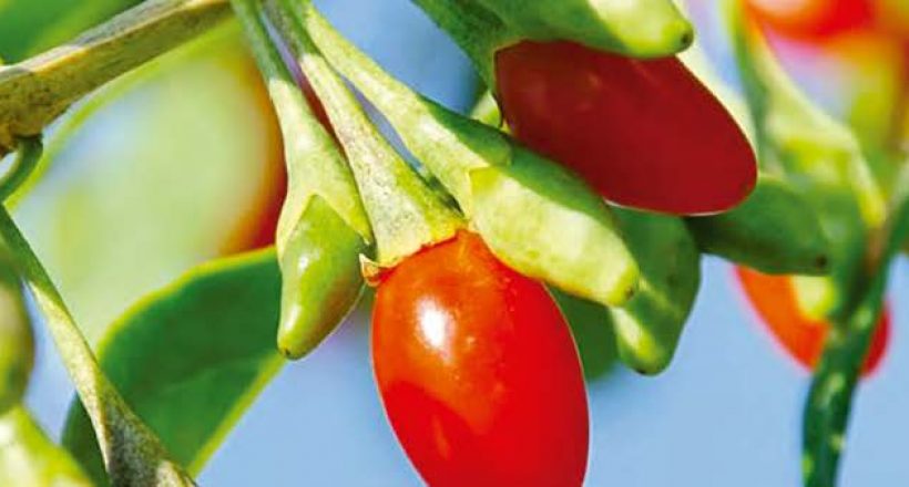 Goji Berry – Berry of Happiness and Health