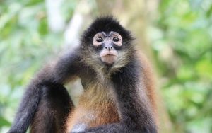 Ecotourism-is-Costa-Rica-Camino-Osa-wildlife-monkey-Osa-Peninsula