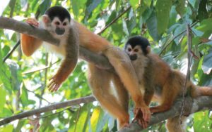 Ecotourism-is-Costa-Rica-Camino-Osa-wildlife-monkies-Osa-Peninsula