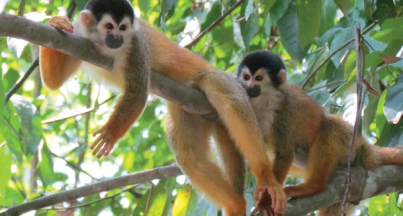 Ecotourism-is-Costa-Rica-Camino-Osa-wildlife-monkies-Osa-Peninsula