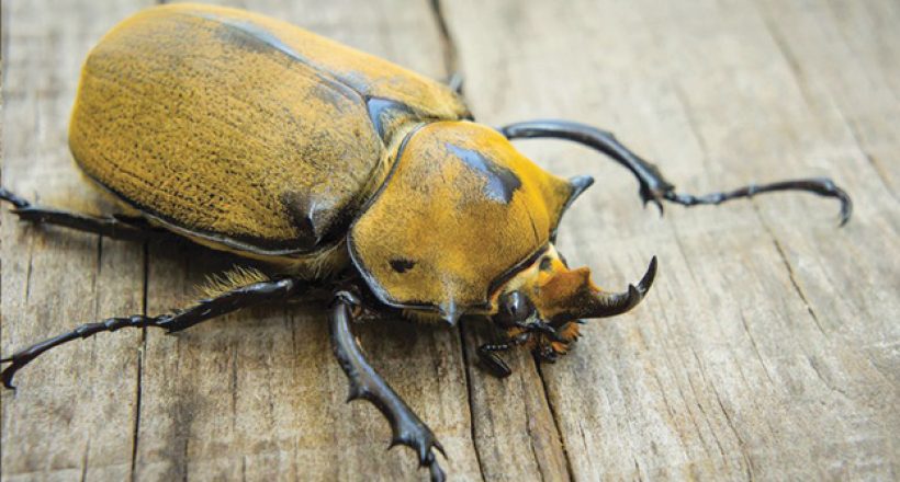 Elephant Beetle: Costa Rica Creature Feature