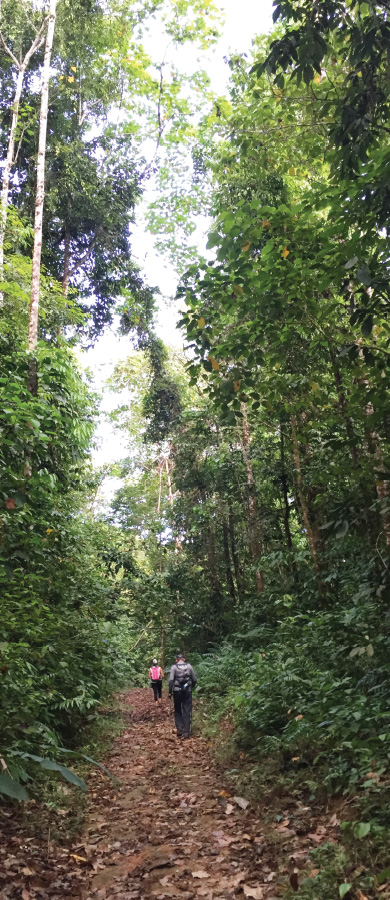 Nature-walk-Caminos-de-Osa-Ecotourism-in-Costa-Rica