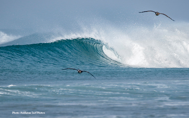 Pelicans-little-Hawaii-Costa-Rica-Surfing-waves-you've-missed-Photo-Avellanas-Surf-Photos