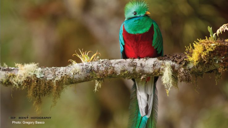 Behind the Image: Resplendence, Quetzal Photography as Ecotourism