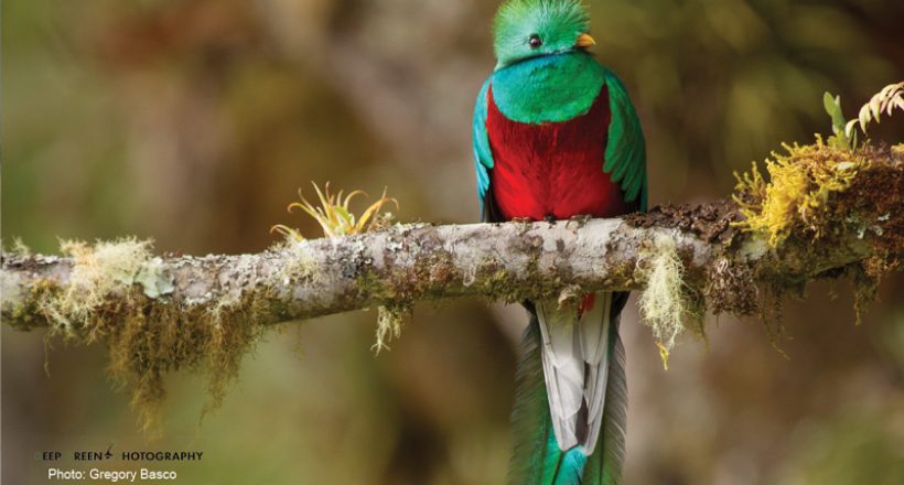 Behind the Image: Resplendence, Quetzal Photography as Ecotourism