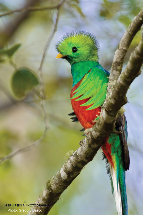 Quetzal-coloful-bird-Howler-Behind-the-image-article-Resplendence-Costa-Rica-Photo-Deep-Green-Photogrpahy
