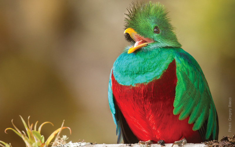 Quetzal-coloful-bird-Howler-Behind-the-image-article-Resplendence-Costa-Rica-Photo-Deep-Green-Photogrpahy