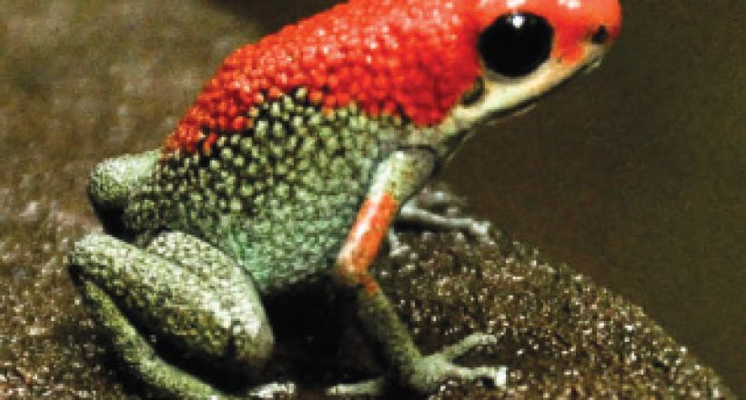 Red-frog-Ecotourism-in-Costa-Rica-Osa-Peninsula