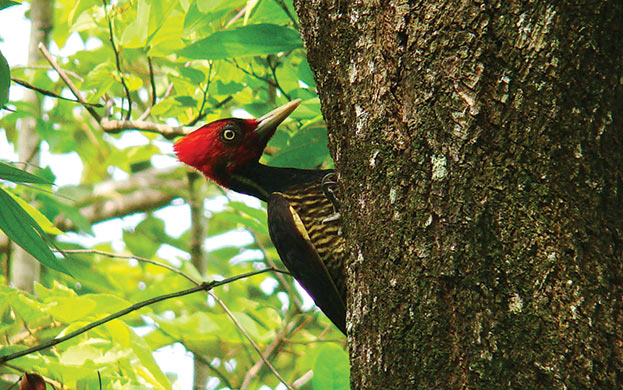 Rincón-de-la-Vieja-nature-hike-woodpecker