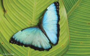 Sarapiqui-Wildlife-butterfly-mariposa-Ecotourism-in-costa-rica