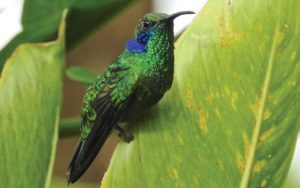 Sarapiqui-Wildlife-hummingbird-Ecotourism-in-costa-rica