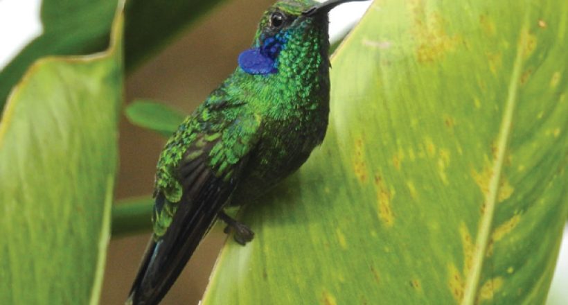 Sarapiqui-Wildlife-hummingbird-Ecotourism-in-costa-rica