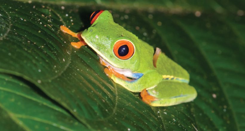 Sarapiqui-Wildlife-red-eyed-tree-frog-Ecotourism-in-costa-rica