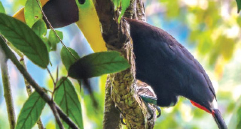 Toucan-Ecotourism-in-Costa-Rica-Osa-Peninsula